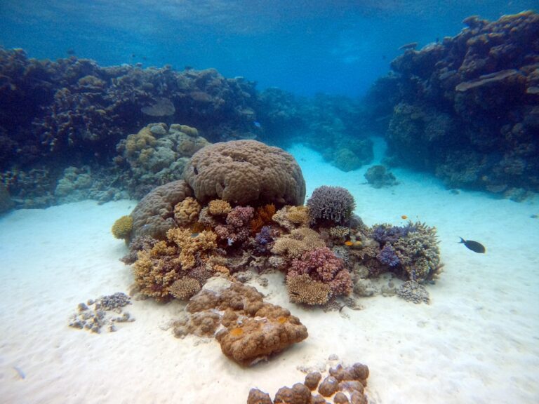 Best Great Barrier Reef Tours from Cairns in 2025 — Honest Reviews - Backpacker Australia guide