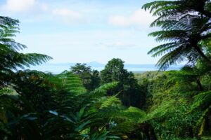 Kuranda Day Trip From Cairns: Backpacker Day Trip Guide