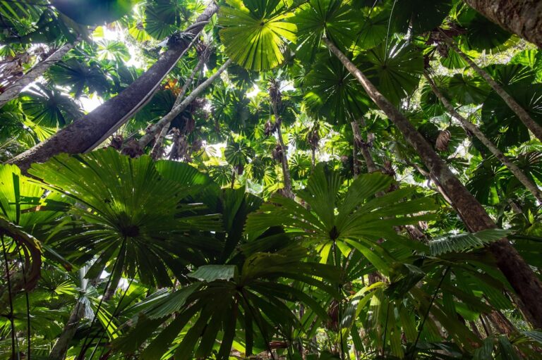 Daintree Tours From Cairns Backpackers: Backpacker Day Trip Guide - Backpacker Australia guide