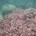 Cheap Scuba Diving Cairns: Honest Backpacker Tour Guide