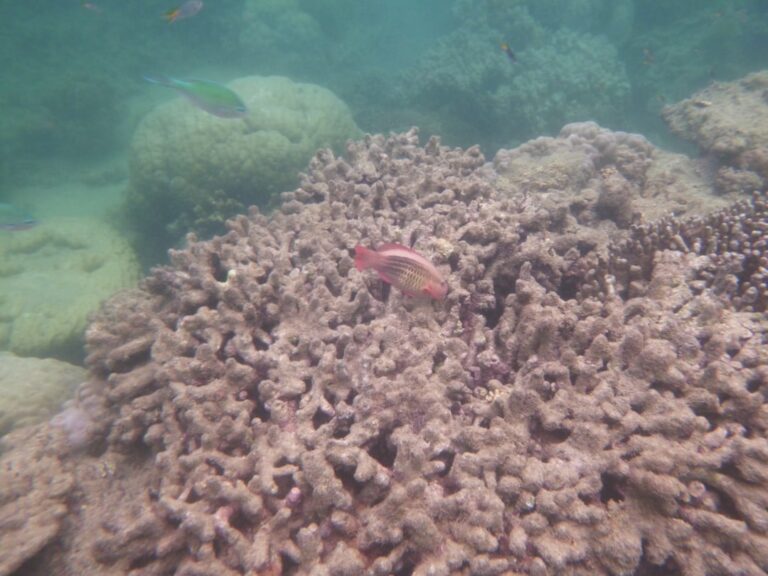 Cheap Scuba Diving Cairns: Honest Backpacker Tour Guide - Backpacker Australia guide
