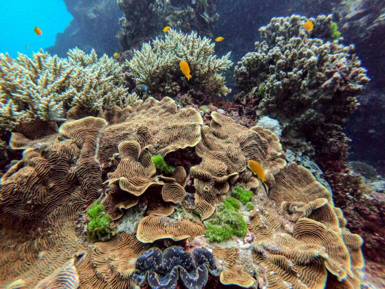 Best Cheap Reef Tours Cairns: Honest Backpacker Tour Guide - Backpacker Australia guide