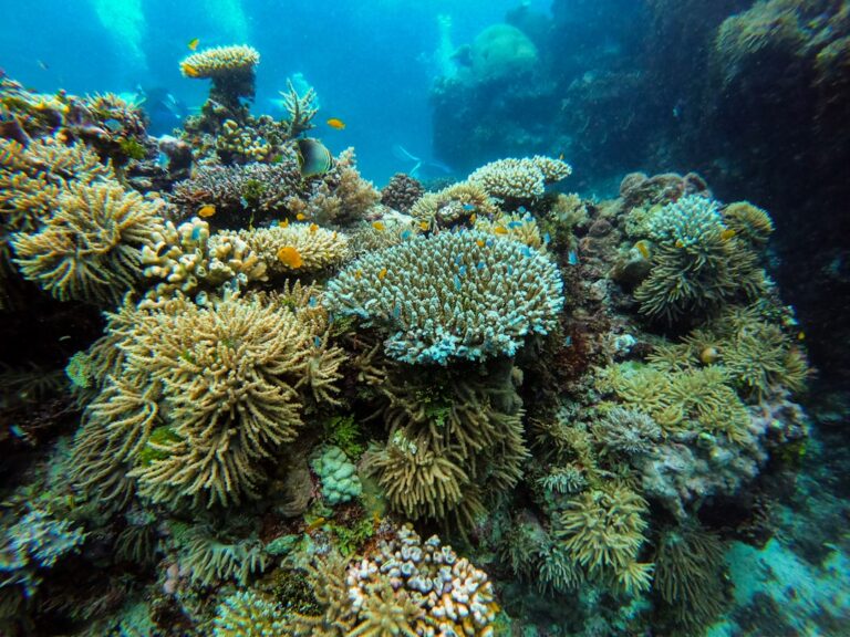 Best Scuba Diving Cairns Backpackers: Honest Backpacker Tour Guide - Backpacker Australia guide