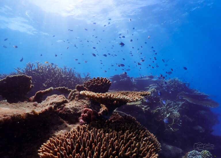 Best Snorkelling Tours Cairns: Honest Backpacker Tour Guide - Backpacker Australia guide