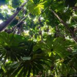 Kuranda Scenic Railway Backpacker Guide: Backpacker Day Trip Guide