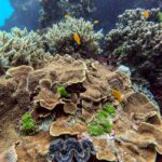 Green Island Backpacker Guide: Backpacker Day Trip Guide