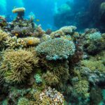 Great Barrier Reef On A Budget: Honest Backpacker Tour Guide