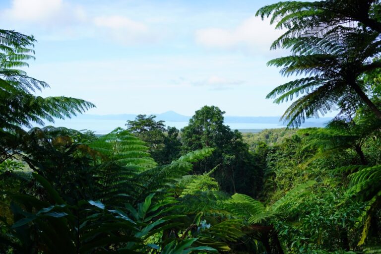Daintree Backpacker Guide: Backpacker Day Trip Guide - Backpacker Guide Cairns Australia