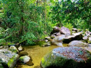 Best Daintree Rainforest Tours: Backpacker Day Trip Guide