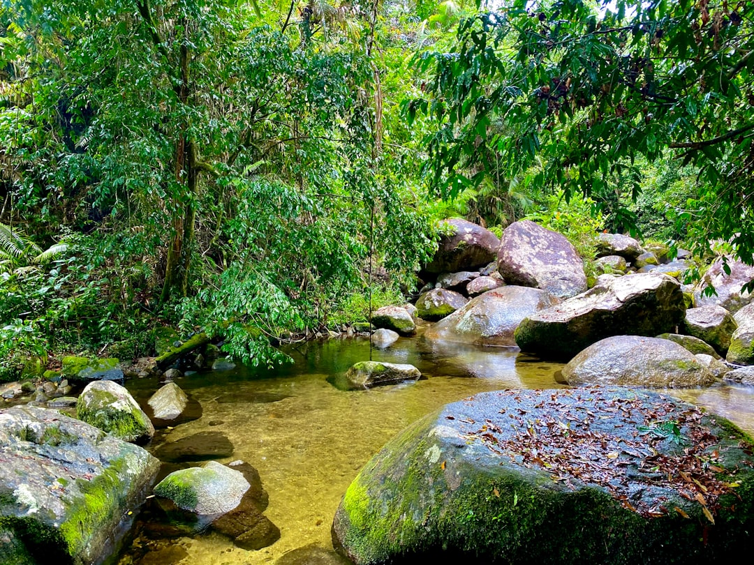 Best Daintree Rainforest Tours: Backpacker Day Trip Guide - Backpacker Guide Cairns Australia