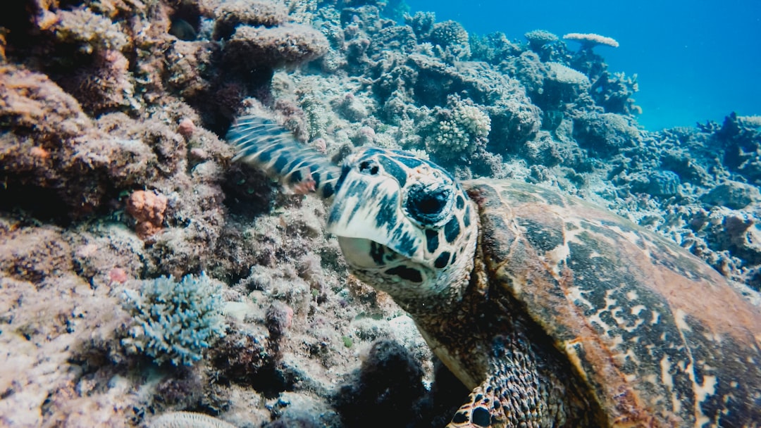 Best Reef Tours For Beginners Cairns: Honest Backpacker Tour Guide - Backpacker Guide Cairns Australia