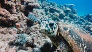 Budget Reef Tours Cairns: Honest Backpacker Tour Guide