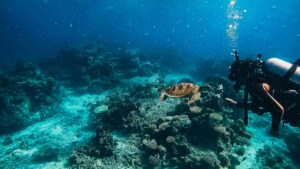 Is Skydiving Cairns Worth It: Honest Backpacker Tour Guide
