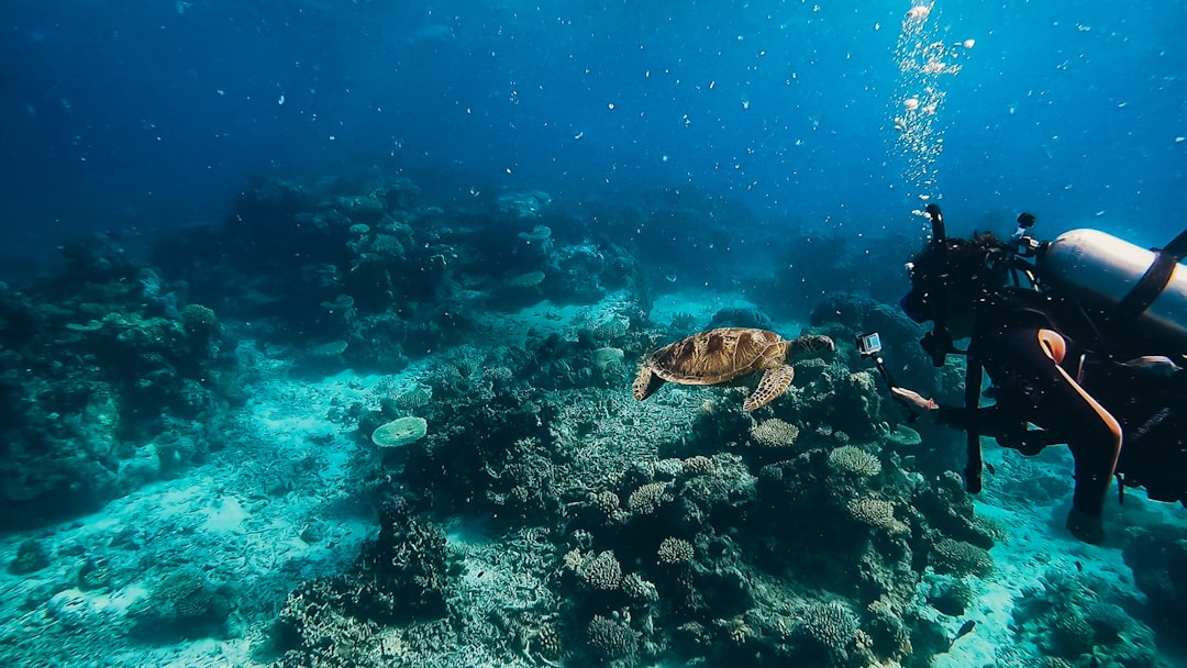 Is Skydiving Cairns Worth It: Honest Backpacker Tour Guide - Backpacker Guide Cairns Australia