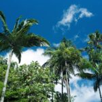 Cyclone Season Cairns Guide: Complete Backpacker Guide