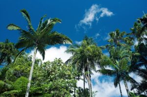 Cyclone Season Cairns Guide: Complete Backpacker Guide