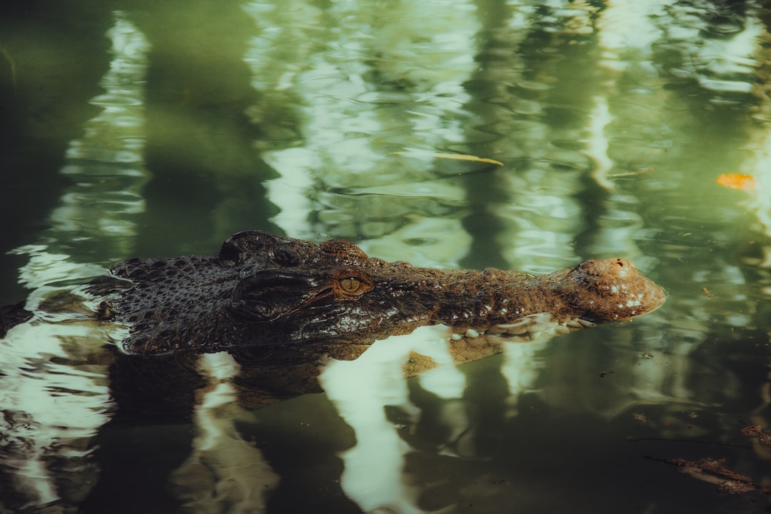Crocodiles Near Cairns Beaches: Complete Backpacker Guide - Backpacker Guide Cairns Australia