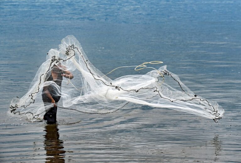 Mosquitoes Cairns Wet Season: Complete Backpacker Guide - Backpacker Guide Cairns Australia